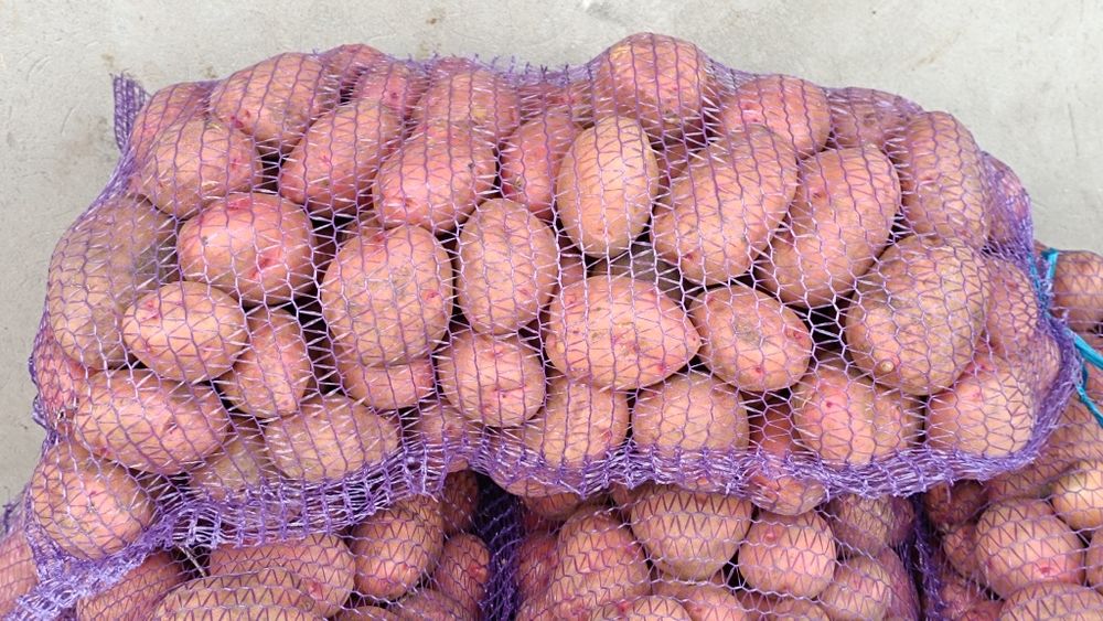 Продам домашню картоплю червону.