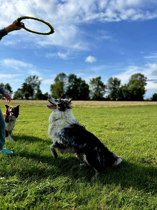 Border collie szczenięta