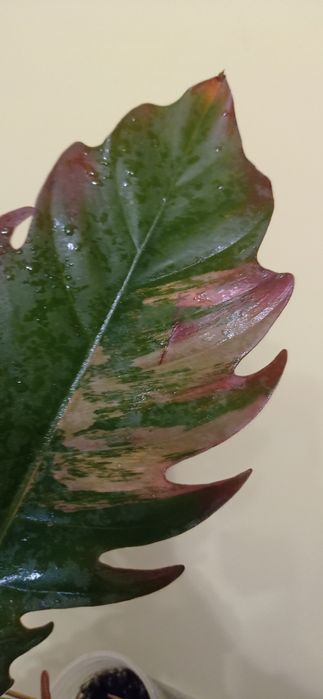 Філодендрон Карамель марбл пінк