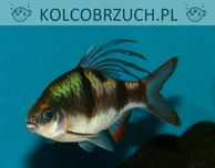 Brzanka pióropuszowa - Dawkinsia arulius - ARULIA - dowozimy, wysyłamy