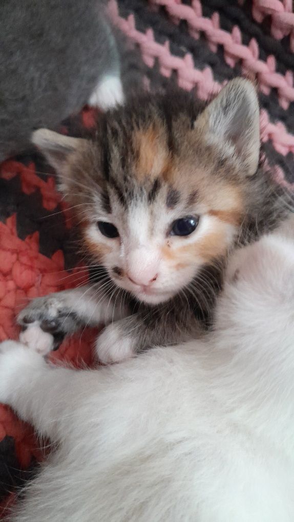 Gatinhas para adopção