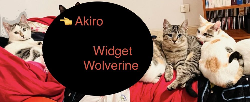 3 gatinhos - adopção responsável