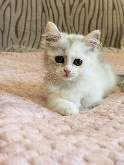 Munchkin kotka ,krótkie łapki ! UNIKAT .WCF Lilly Tiny*PL