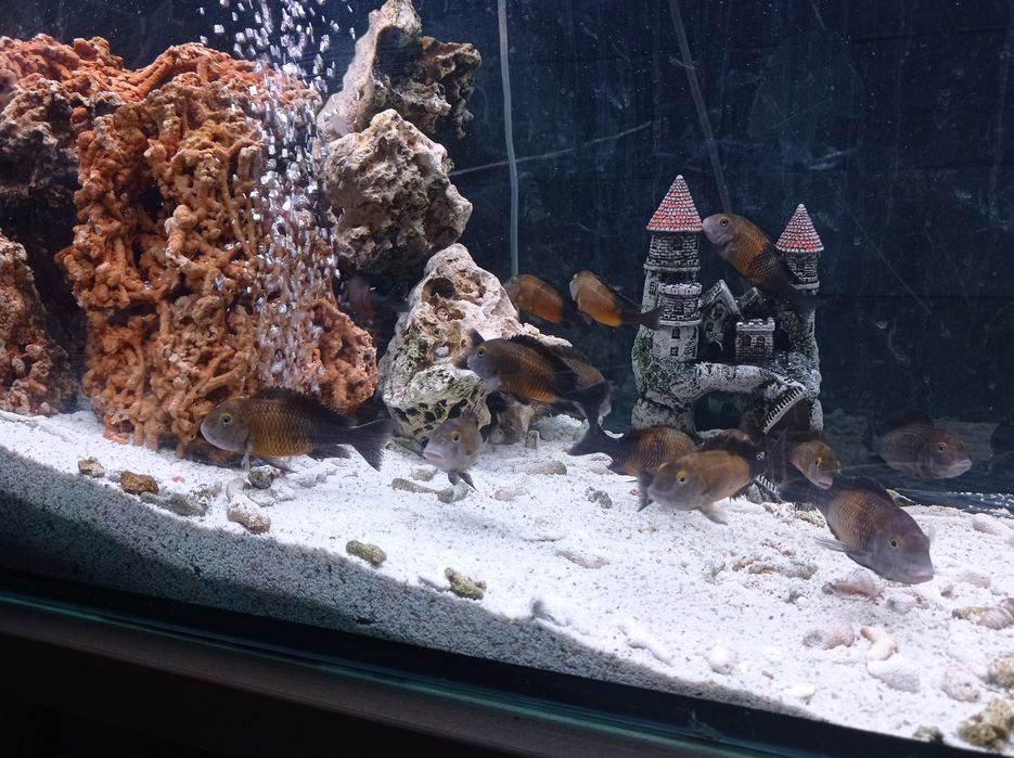 Akwarystyka słodkowodna