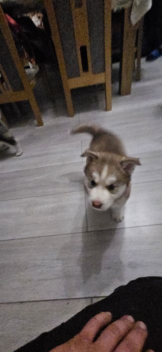 Brązowa suczka Siberian Husky