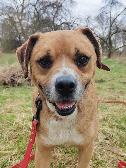 Fox   , psiak uratowany z łańcucha szuka domu