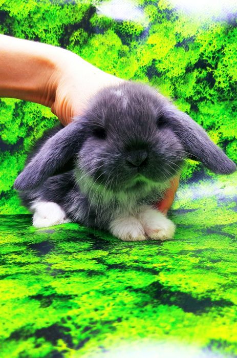 Карликовые мини кролики торчеухие и вислоухие крольчата и клетки