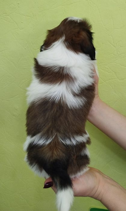 Супер хлопчик Ши-тцу цуцик