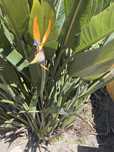 Estrelicias (planta)