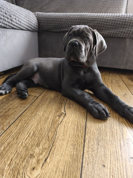 Cane Corso Zapowiedź miotu