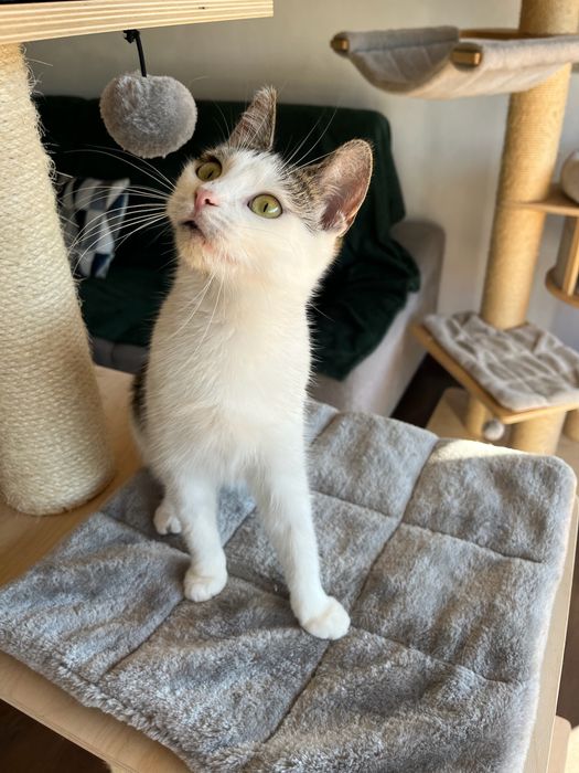 Tosia, która prawie umarła szuka domu