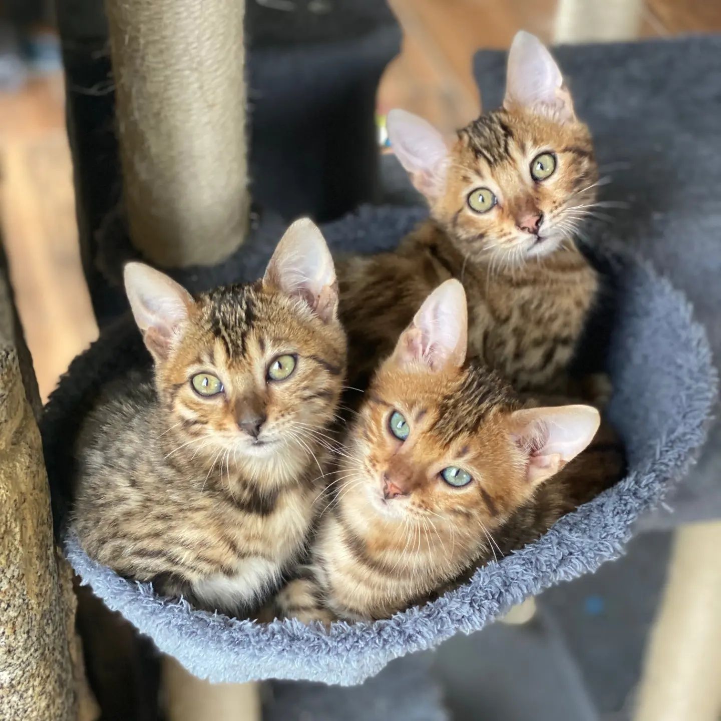 Gatinho Bengal de excelente linhagem