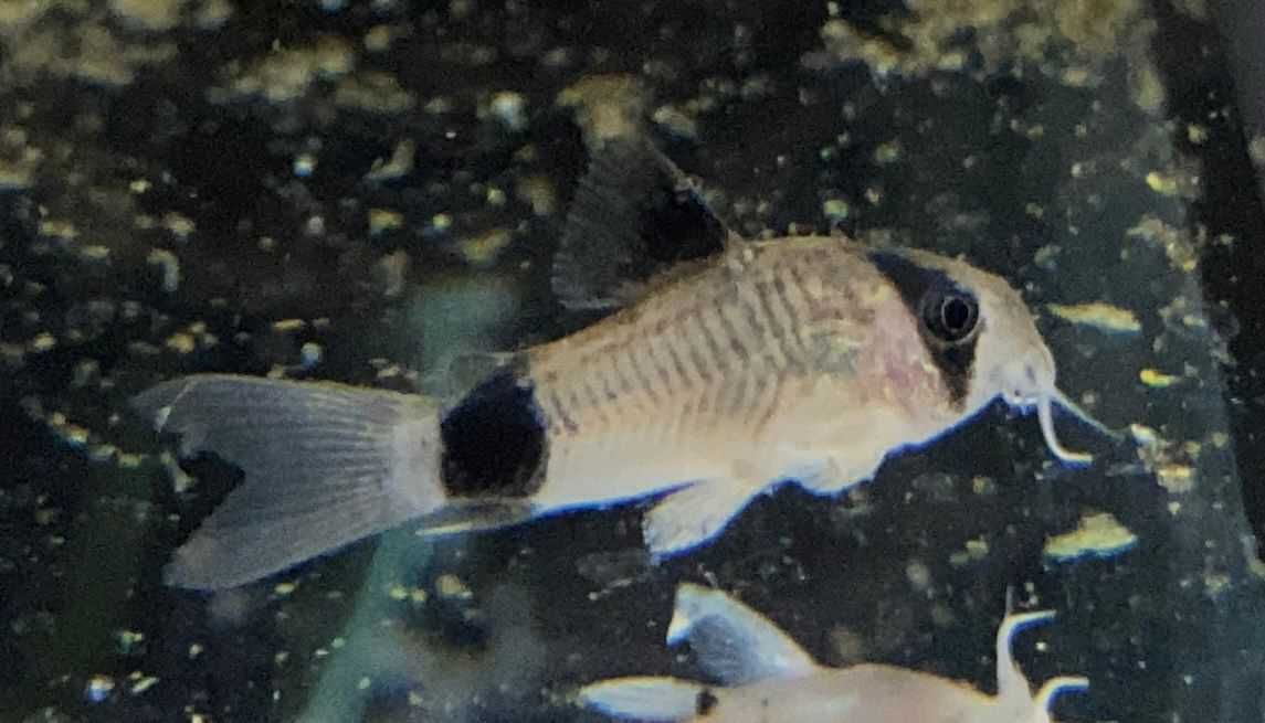 Bocja karłowata / Yasuhikotakia sidthimunki - TINA ZOO ZABRZE