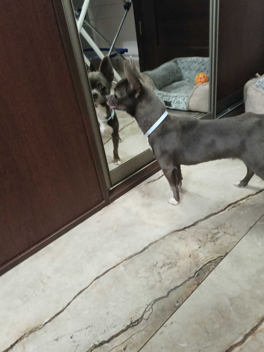 Suczka chihuahua niebieska