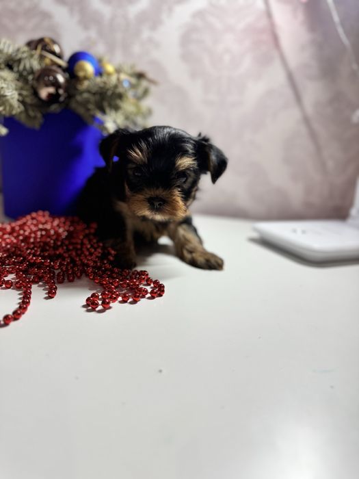 Мінік йоркширський терєр