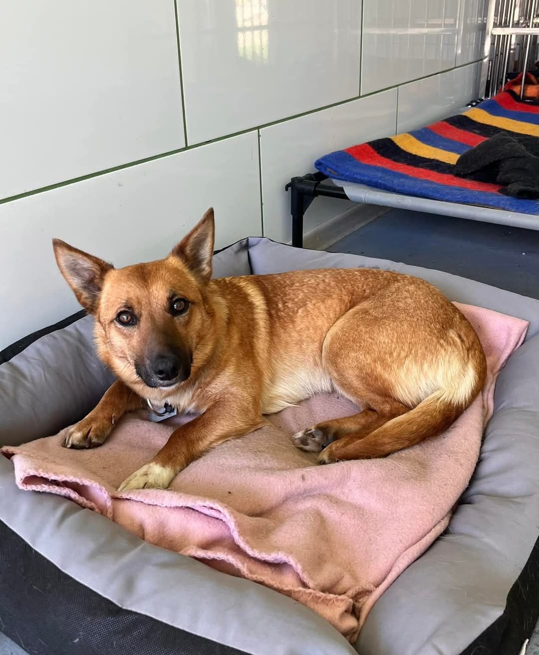 Irenka- słodka roczna sunia do adopcji