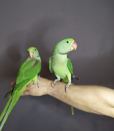 Александрийские птенцы выкормыши. ,ожереловые попугаи