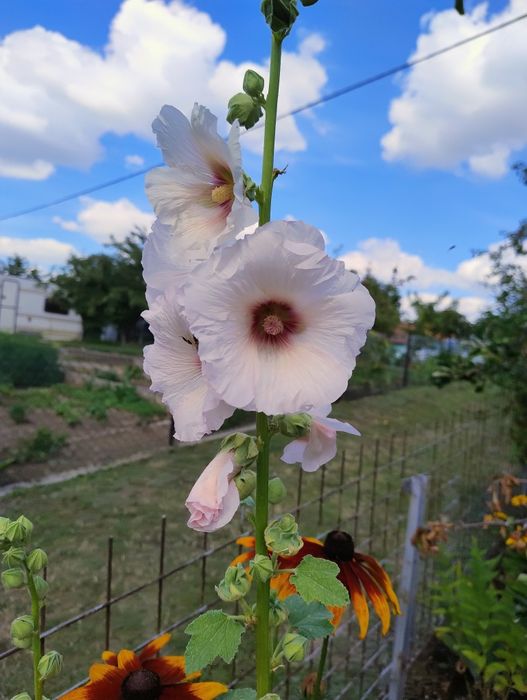 Malwa ogrodowa losowe kolory sadzonek w doniczkach P9