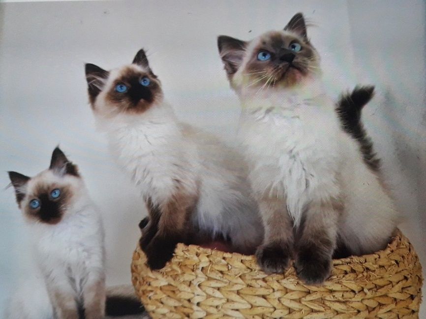 Kocurek ragdoll z rodowodem.