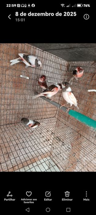 Canários arlequim e vermelhos para cedência