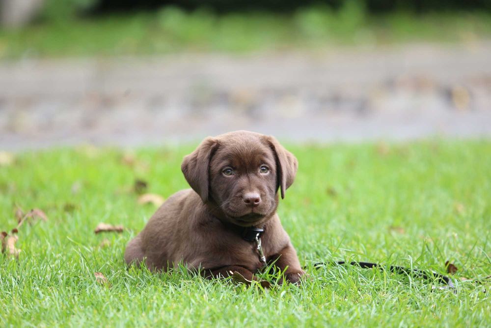 Szczeniak Labrador czekoladowy