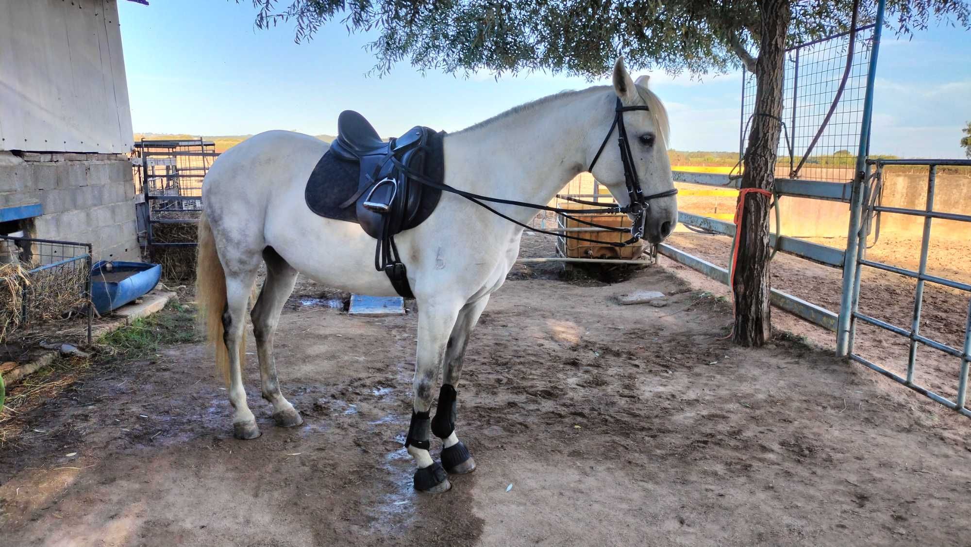 Égua cx 12 anos montada/engatada