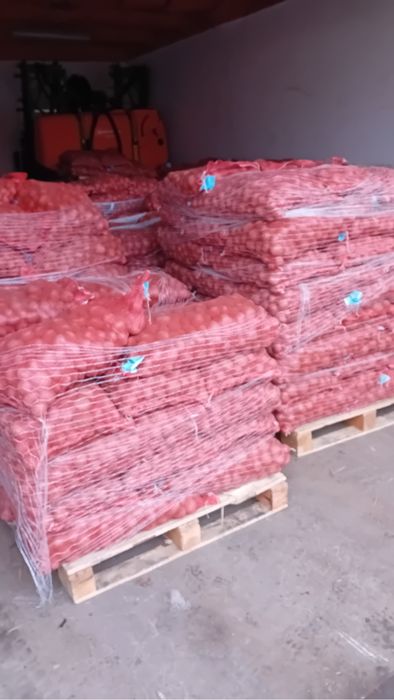 Vineta sadzeniaki kwalifikat