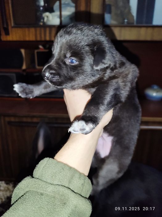 Щенки Восточно европейской Овчарки (Метисы)