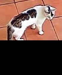 Zaginął kocurek cała Polska