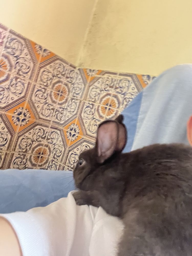 coelhos domesticados