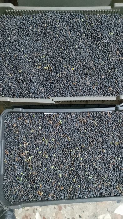 Ягоди ялівцю. Ягоды можжевельника