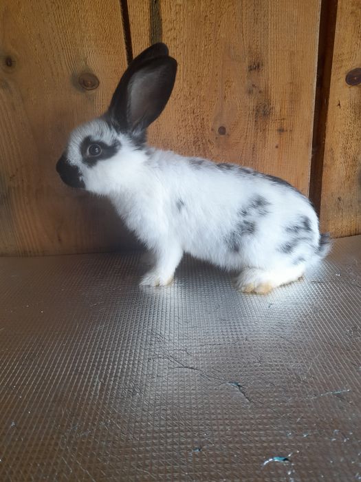 Продам самця строкача