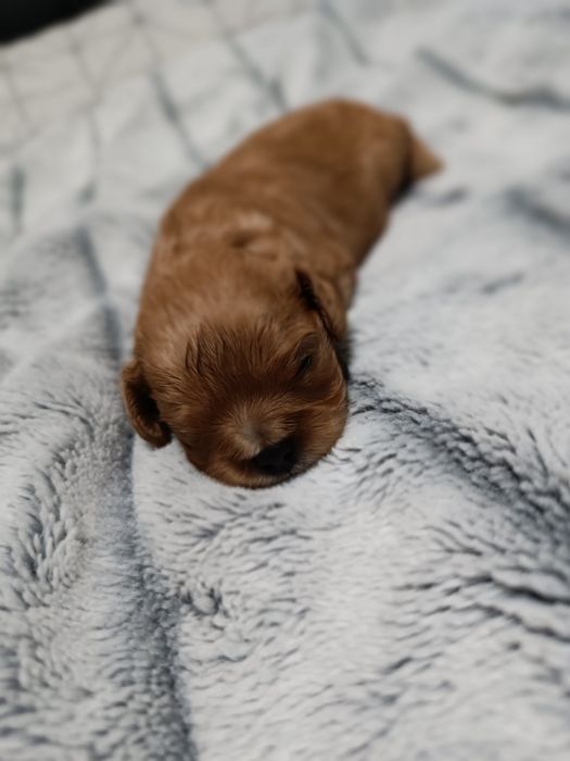 Cavalier King Charles spaniel