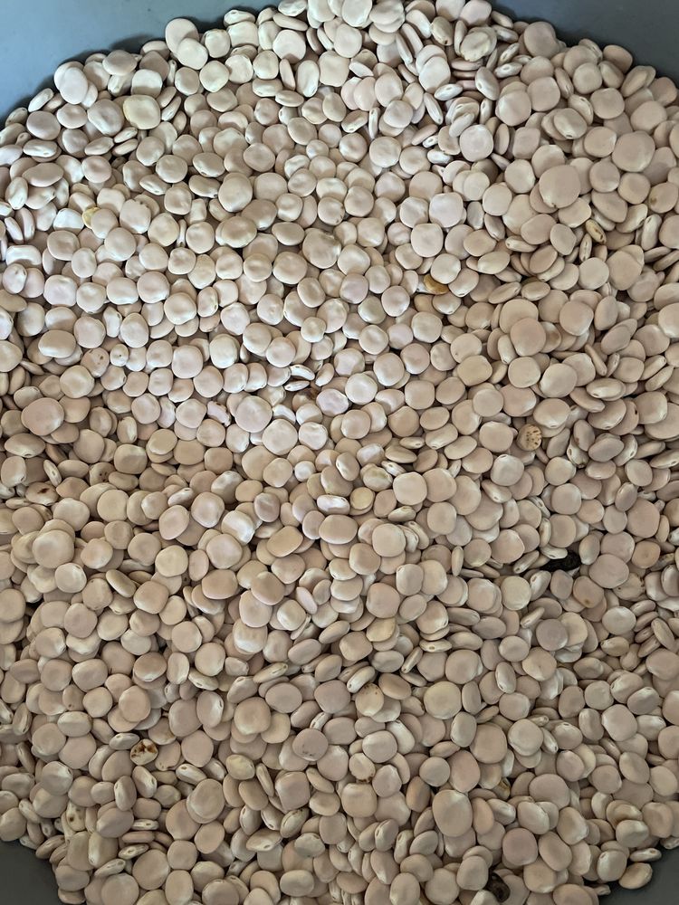 Tremoço para consumo ou semente