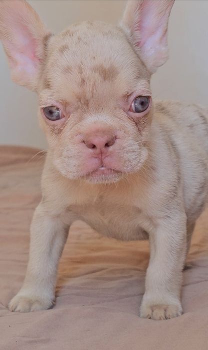 Bulldog Francês New shade merle and tan