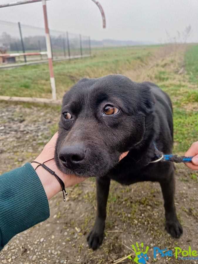 Bogusia - kochana, miła, łagodna suczka szuka domu  SCHRONISKO