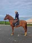 Vendo cavalo inteiro