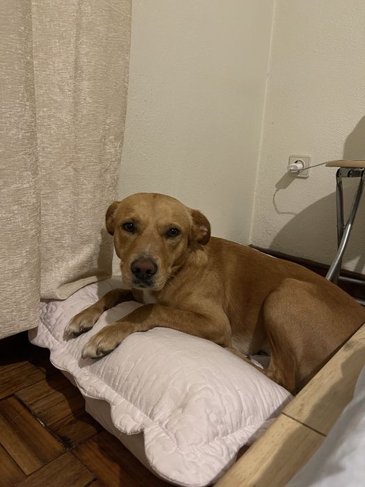 URGENTE: Apollo procura família