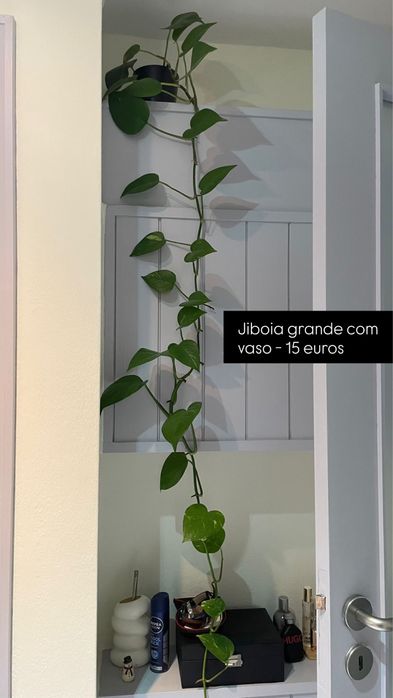 Plantas com Vaso (Costela de Adão, Mostera, etc)