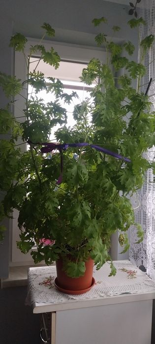 Anginka pelargonia pachnąca