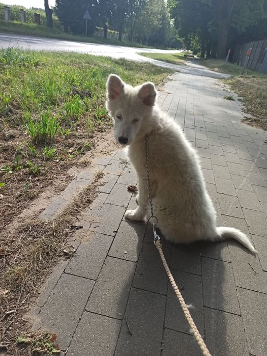 Łajka jakucka nie owczarek nie collie nie samojed