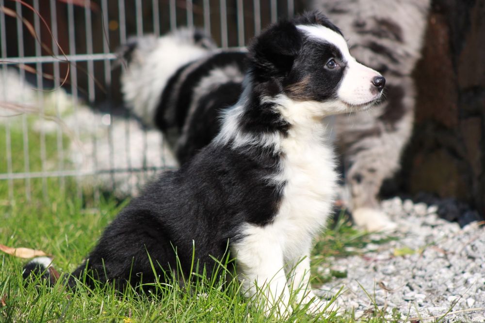 Suczka Border Collie