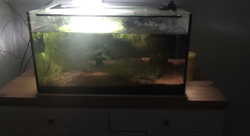 Akwarium 100 litrów na sprzedaż