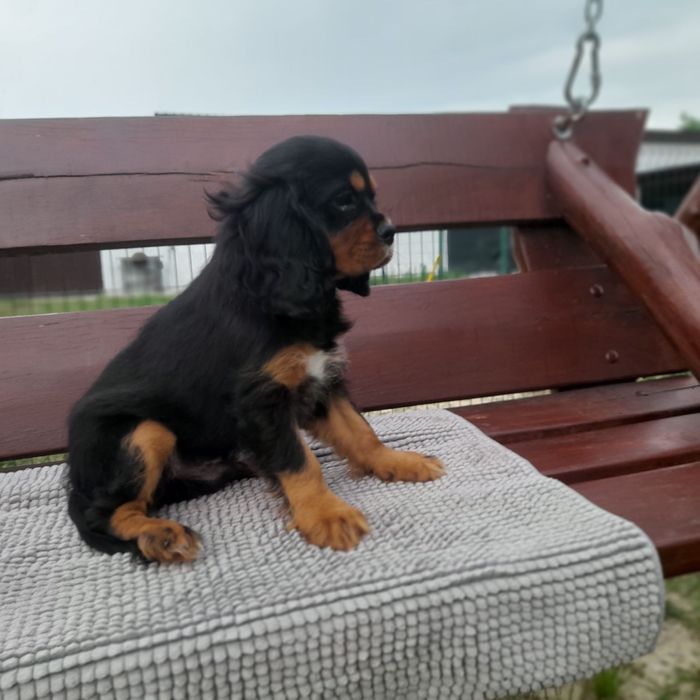 Cavalier King Charles Spaniel PIESEK