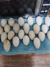 Інкубаційне яйце гусів мамутів та італійська біла