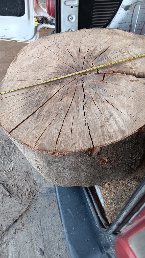 Plaster drewna buk