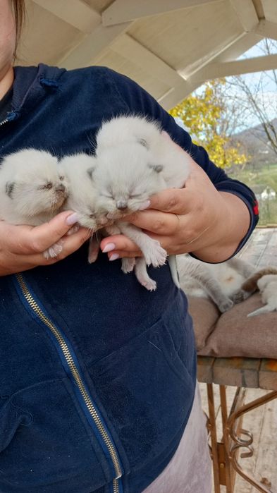 Котята Шотландські весловухі