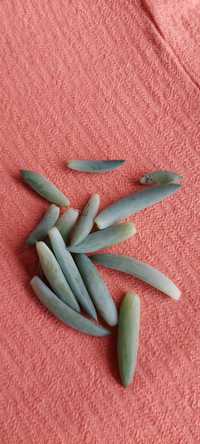 Sedum senecio sukulent roślina grubosz