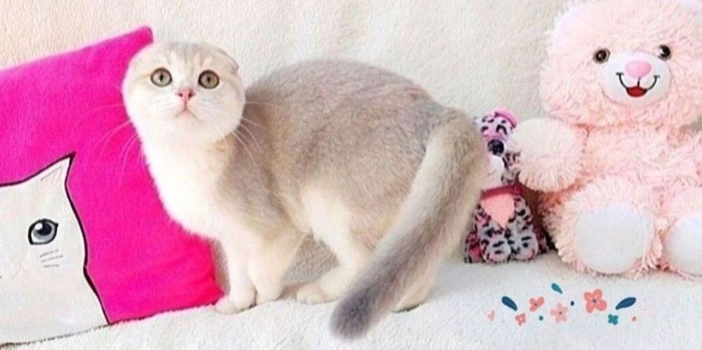 Шиншилла мальчик вислоушка Скоттиш фолд