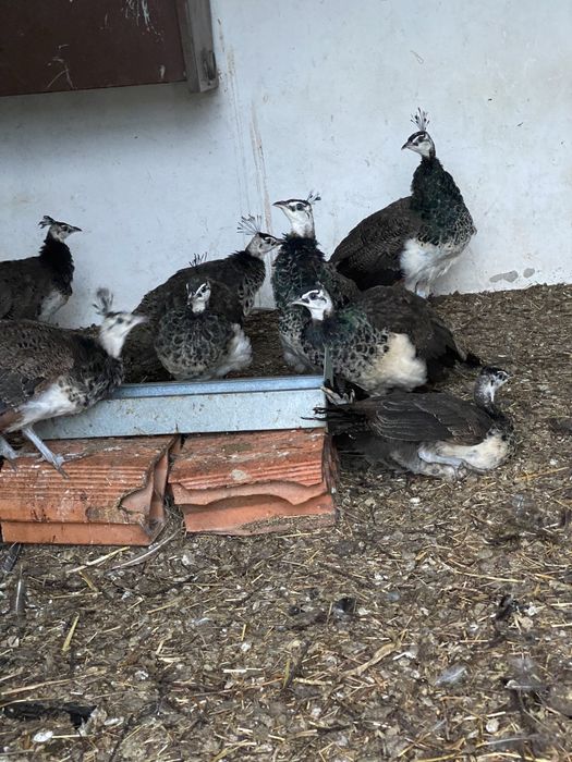 Pavões jovens da primaveira de 2025